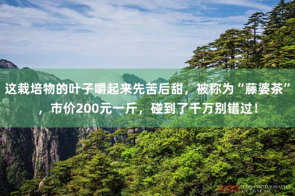 这栽培物的叶子嚼起来先苦后甜，被称为“藤婆茶”，市价200元一斤，碰到了千万别错过！