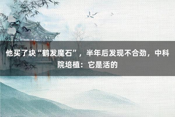 他买了块“鹤发魔石”，半年后发现不合劲，中科院培植：它是活的