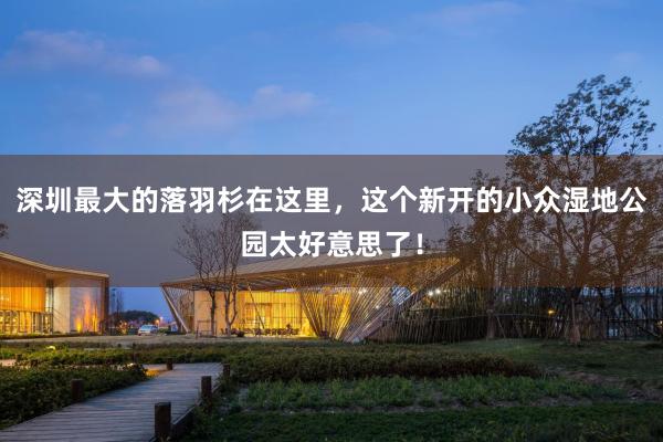 深圳最大的落羽杉在这里，这个新开的小众湿地公园太好意思了！